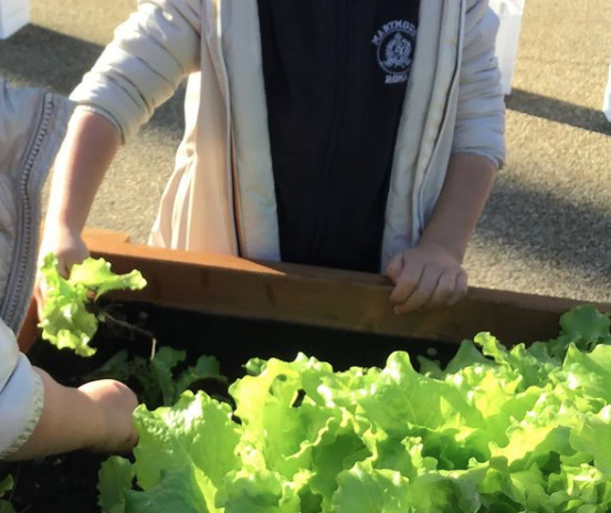 Dall’orto di scuola… alla tavola di casa!